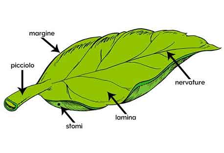 Forma della Foglia